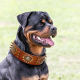 Collar Premium de Cuero