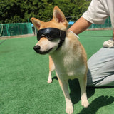 Gafas Protectoras UV para Perros y Gatos